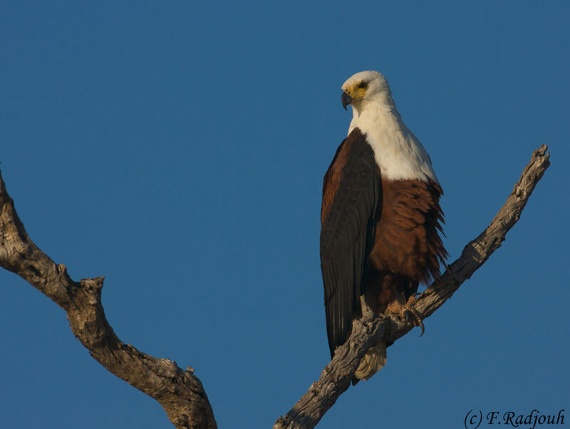 African Fish Eagle