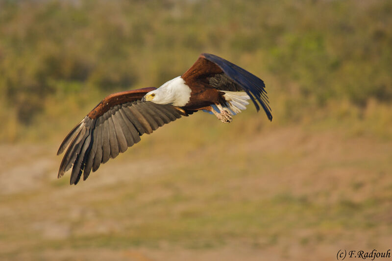 African Fish Eagle