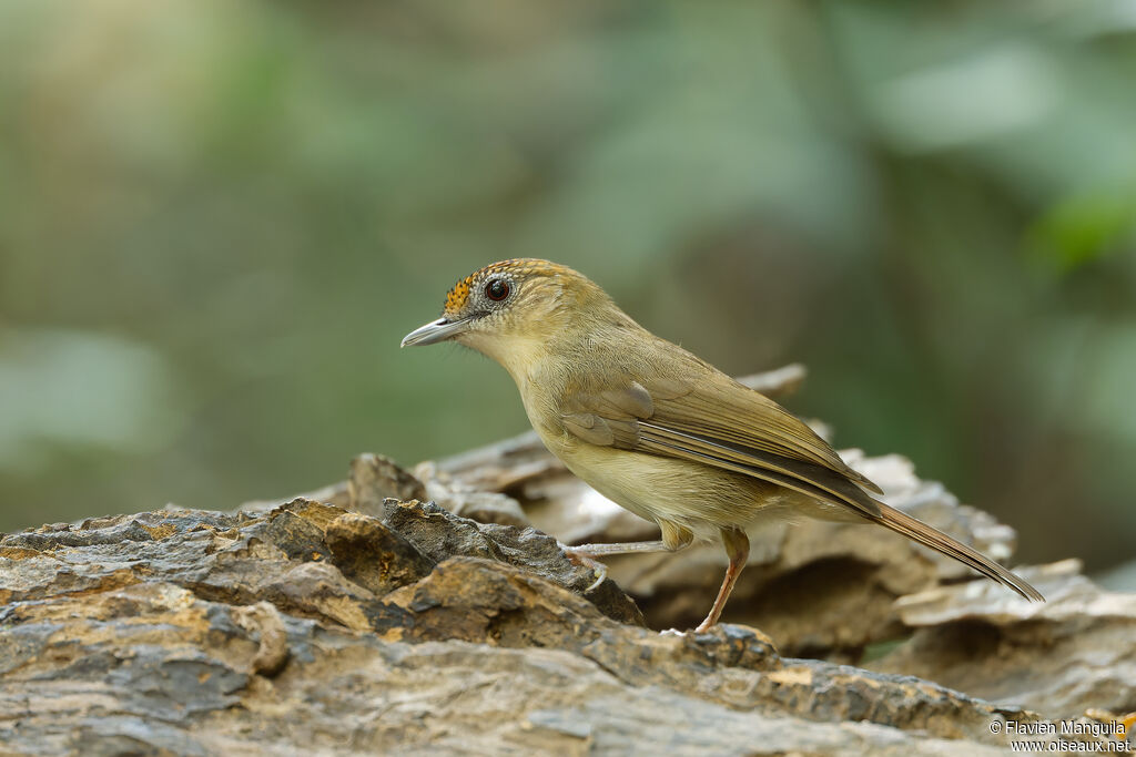 Akalat à calotte maillée