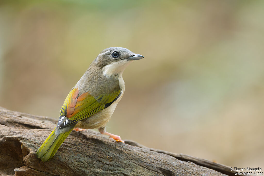 White-browed Shrike-babbler