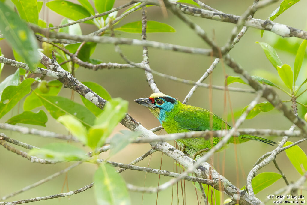 Barbu du Vietnam - Barbu d'Annam<br />
