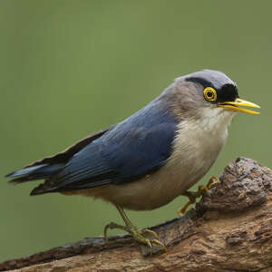 Sittelle à bec jaune