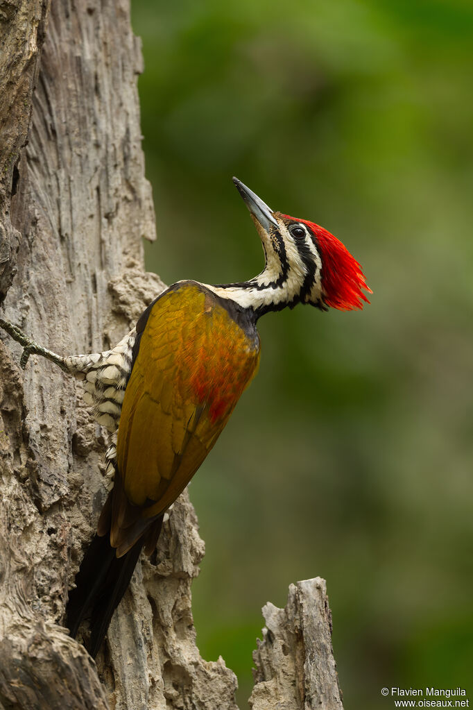 Pic à dos rouge mâle