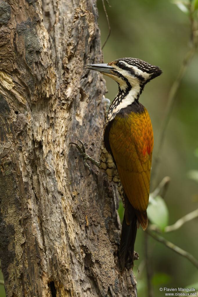 Pic à dos rouge femelle