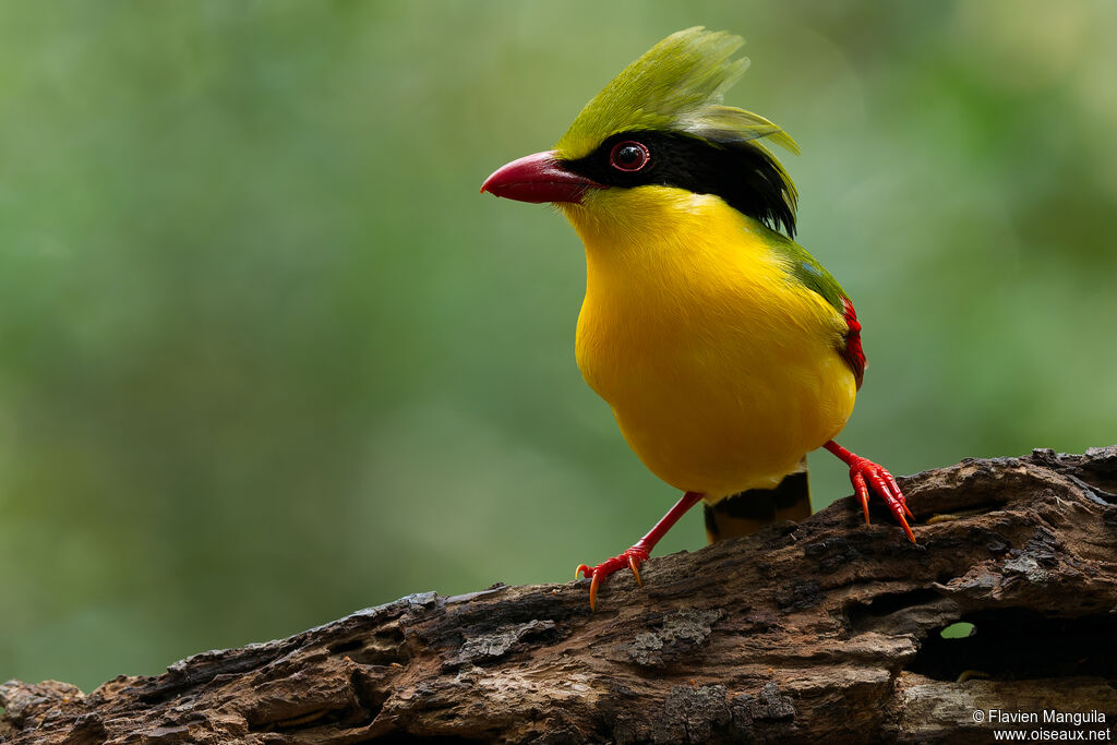 Pirolle à ventre jaune