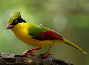 Pirolle à ventre jaune