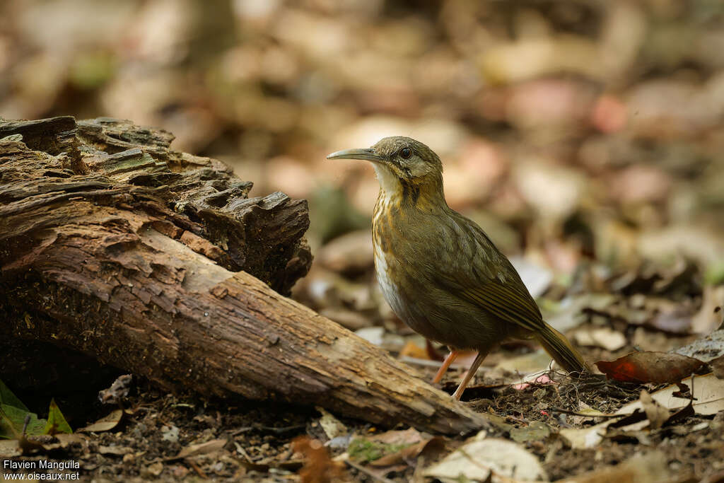Pomatorhin à queue courte - Turdinule de Danjou