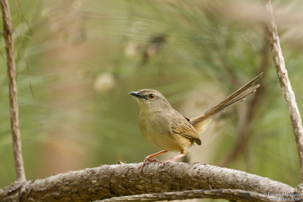 Prinia d'Annam