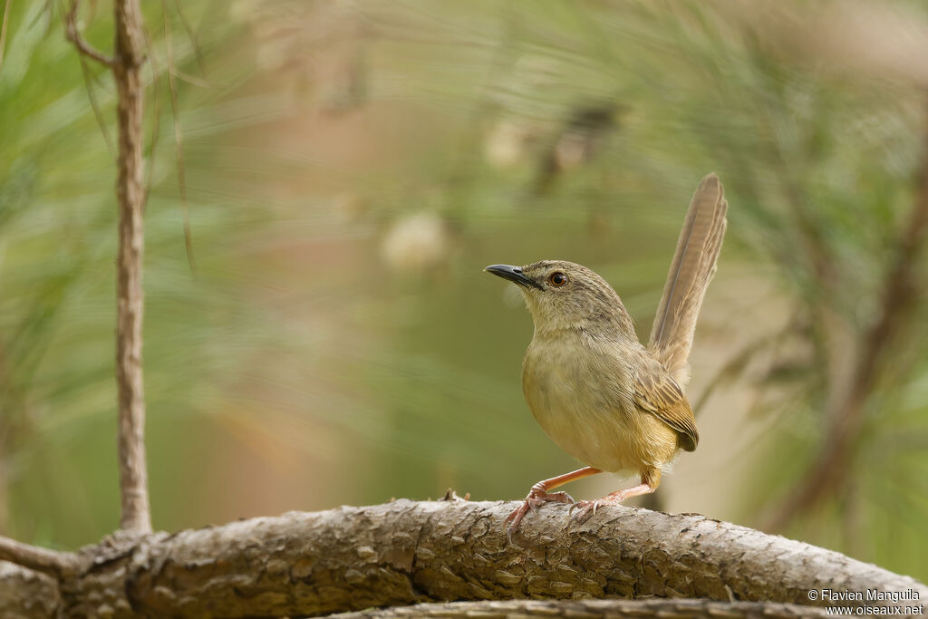 Prinia d'Annam