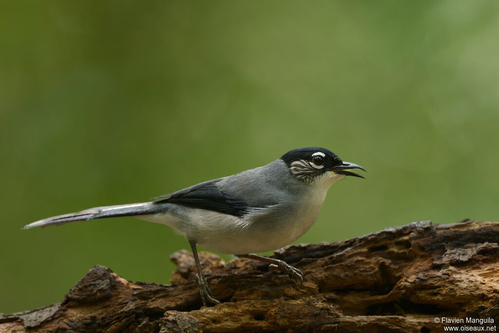 Sibia de Desgodins - Garrulaxe de Desgodins