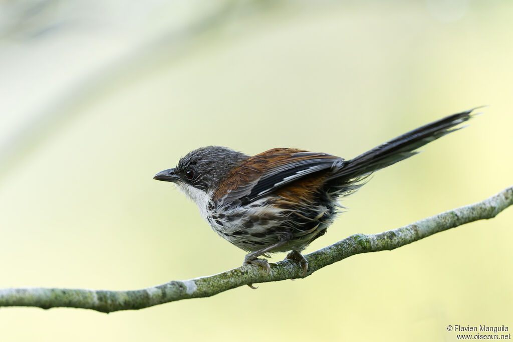 Sibia du Langbian - Crocias du Langbian<br />