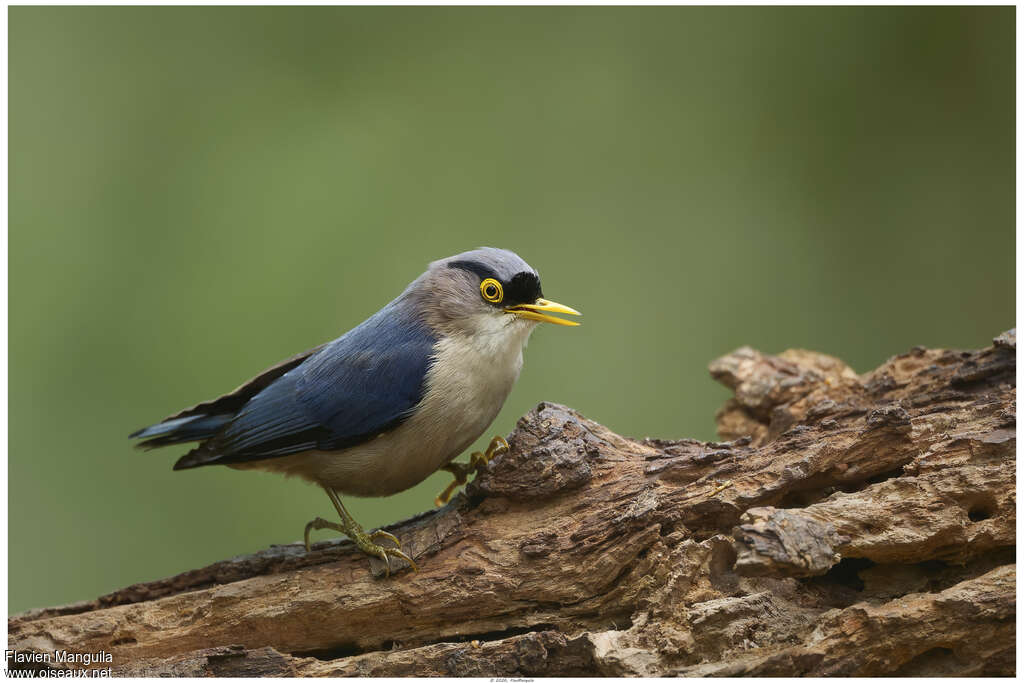 Sittelle à bec jaune mâle adulte, identification