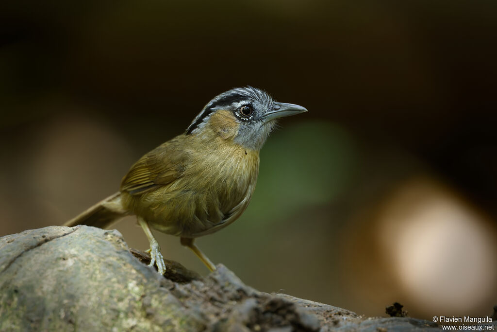 Timalie à tête rayée