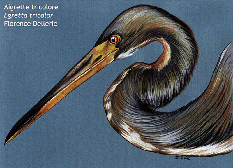 Aigrette tricolore