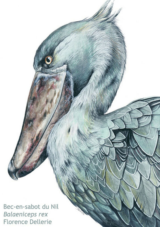 Shoebill