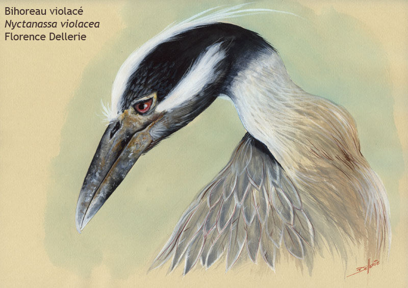 Yellow-crowned Night Heron