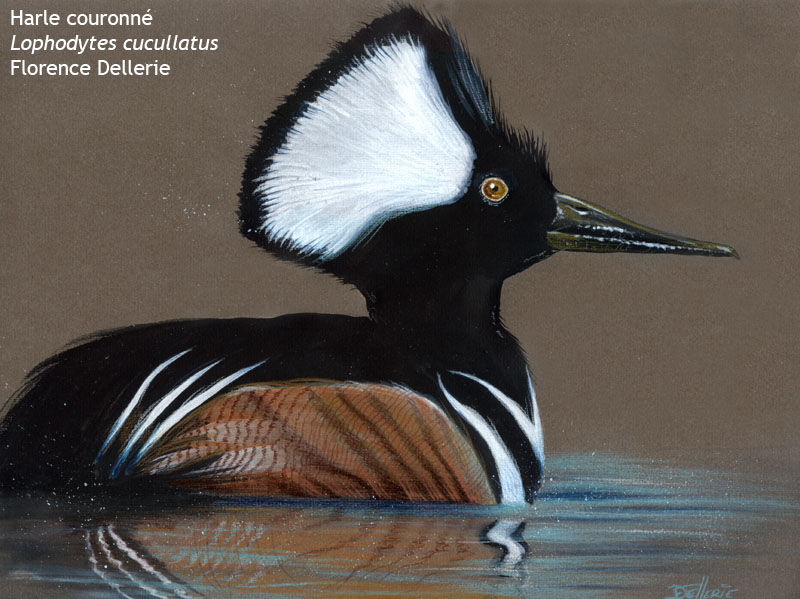 Hooded Merganser