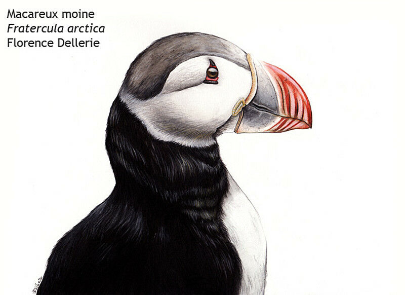 Atlantic Puffinadult, identification