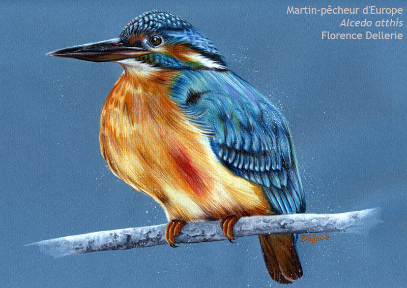 Common Kingfisher