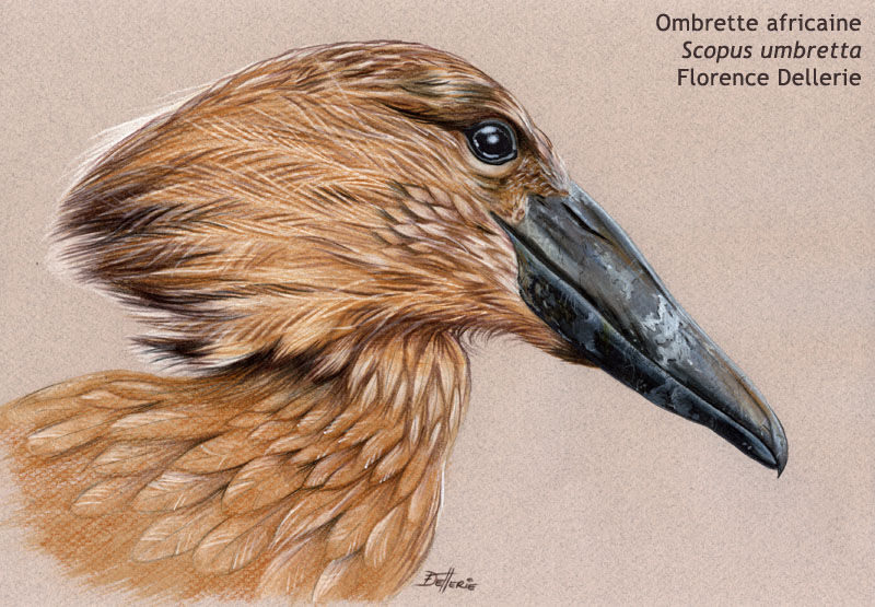 Hamerkop