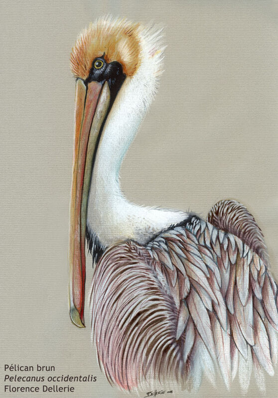 Brown Pelican