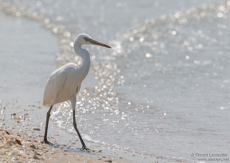 Aigrette de Chine