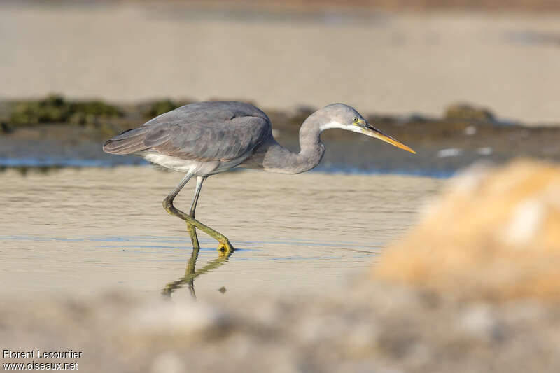 Aigrette des récifsadulte, identification