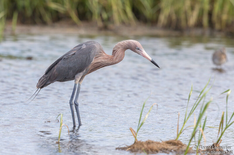 Aigrette roussâtre