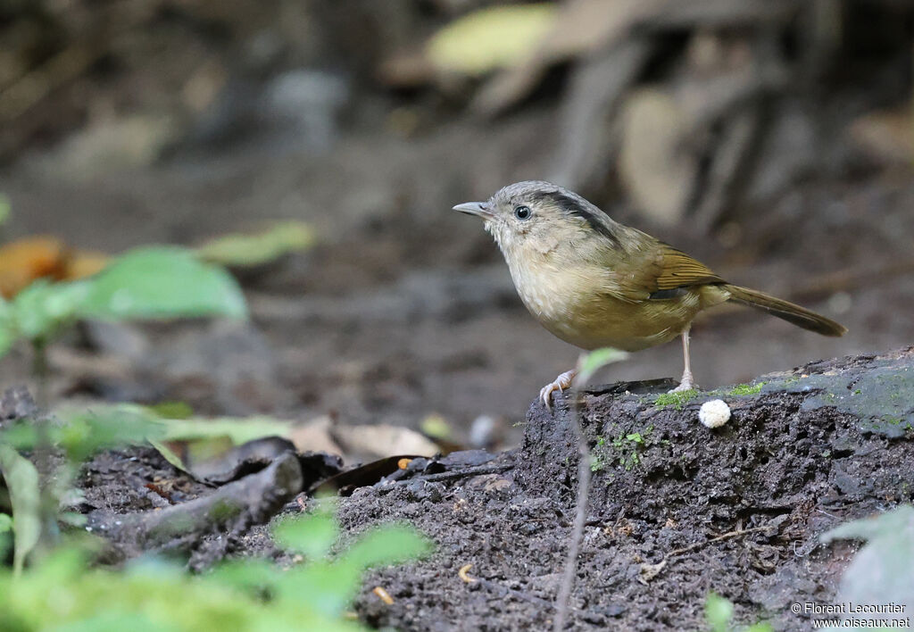 Alcippe à joues brunes