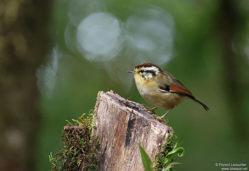 Alcippe à tête marron