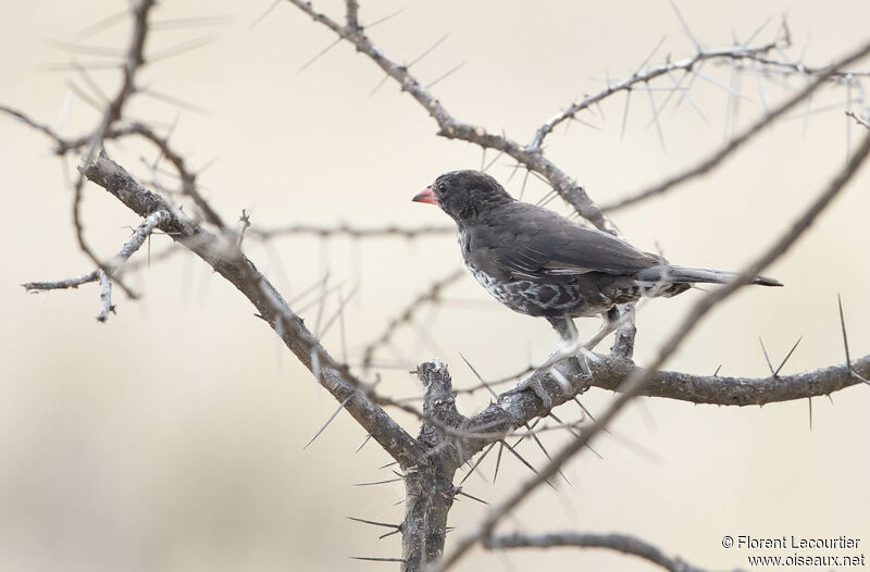 Red-billed Buffalo Weaver