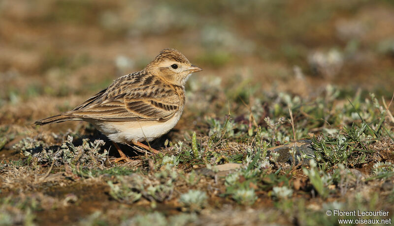 Greater Short-toed Larkadult