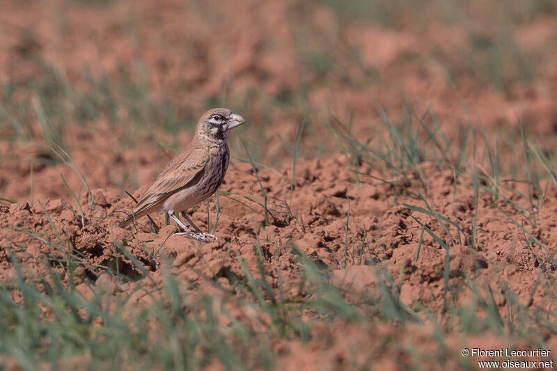 Thick-billed Lark