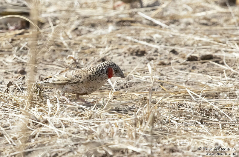 Cut-throat Finch