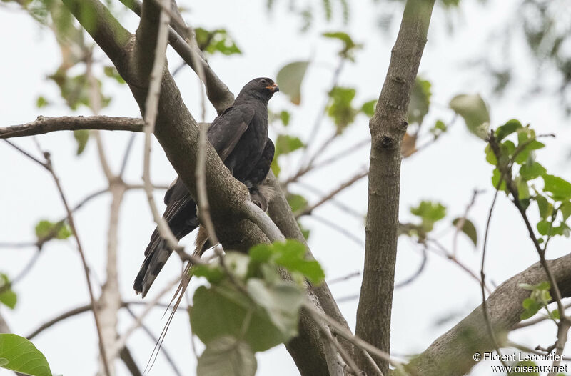 Gabar Goshawk