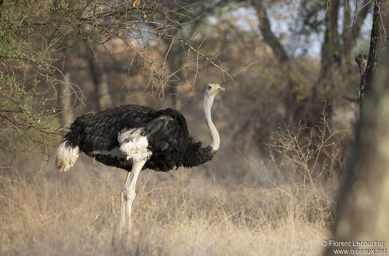 Somali Ostrich male adult