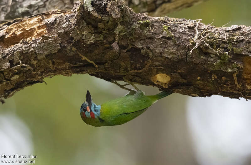 Blue-eared Barbet