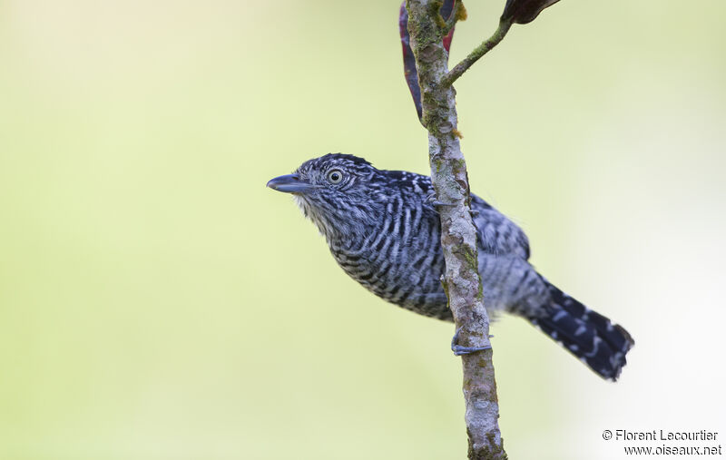 Barred Antshrike male