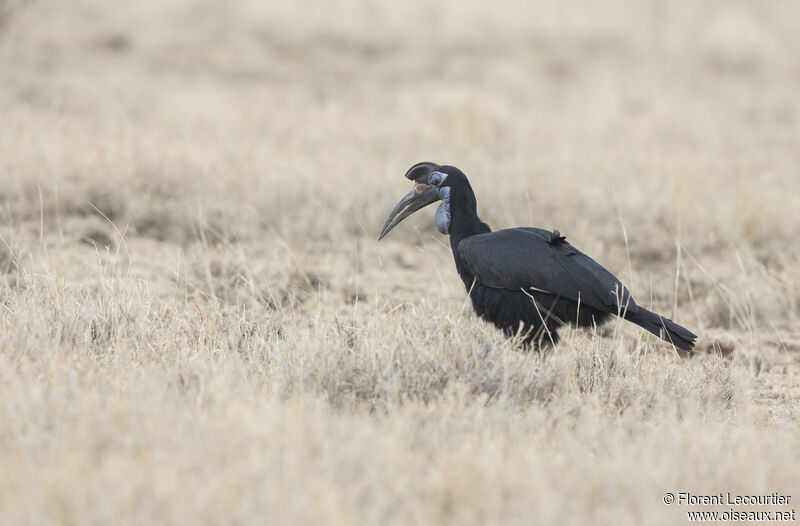 Abyssinian Ground Hornbill female adult