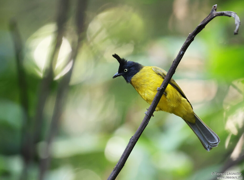Bulbul à huppe noire