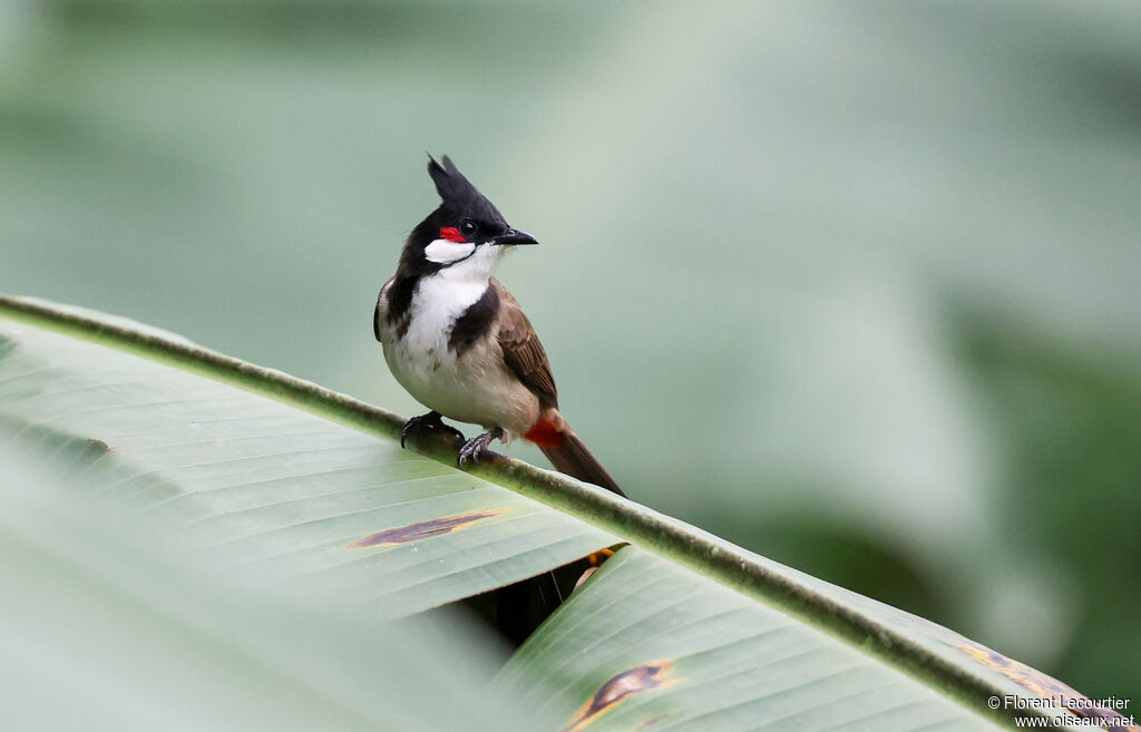 Bulbul orphée