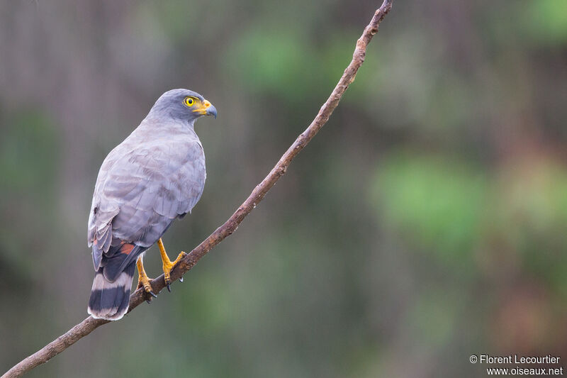 Roadside Hawk