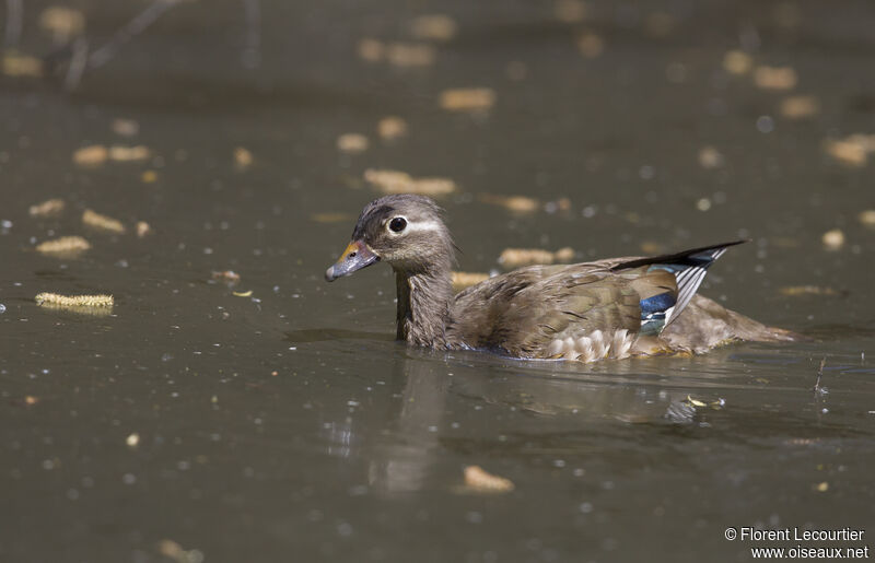 Canard mandarin femelle