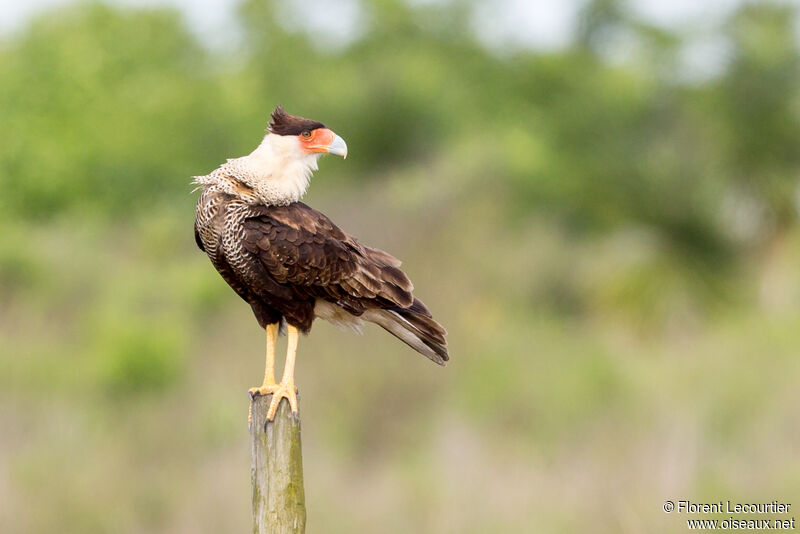 Crested Caracara (cheriway)