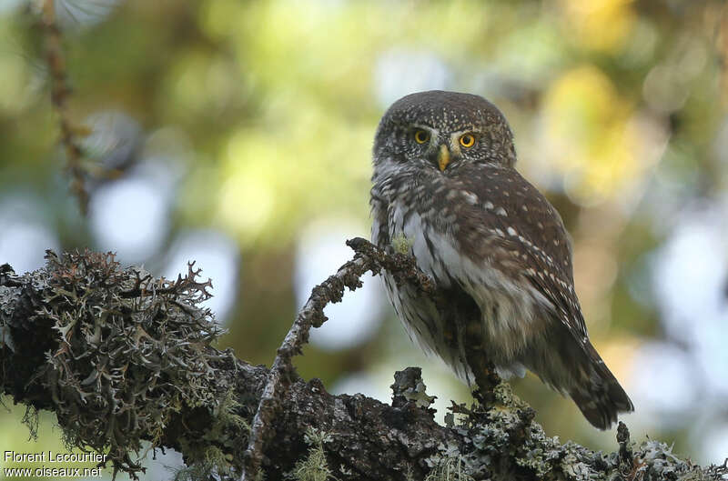 Eurasian Pygmy Owl