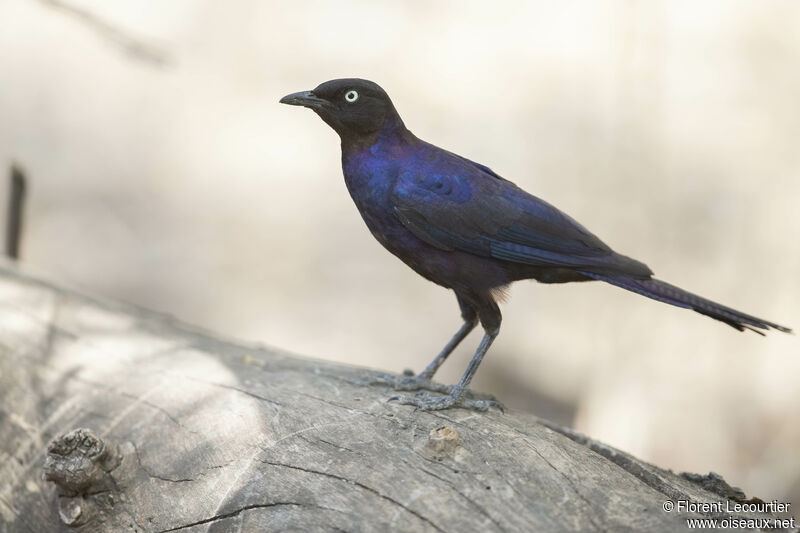 Rüppell's Starling