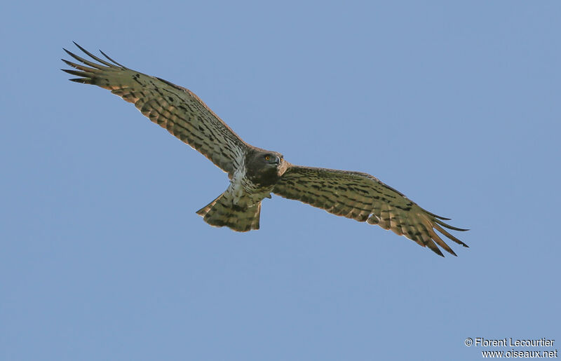 Short-toed Snake Eagle