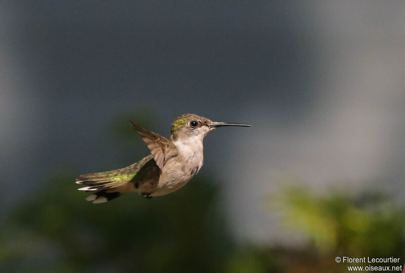 Colibri à gorge rubis