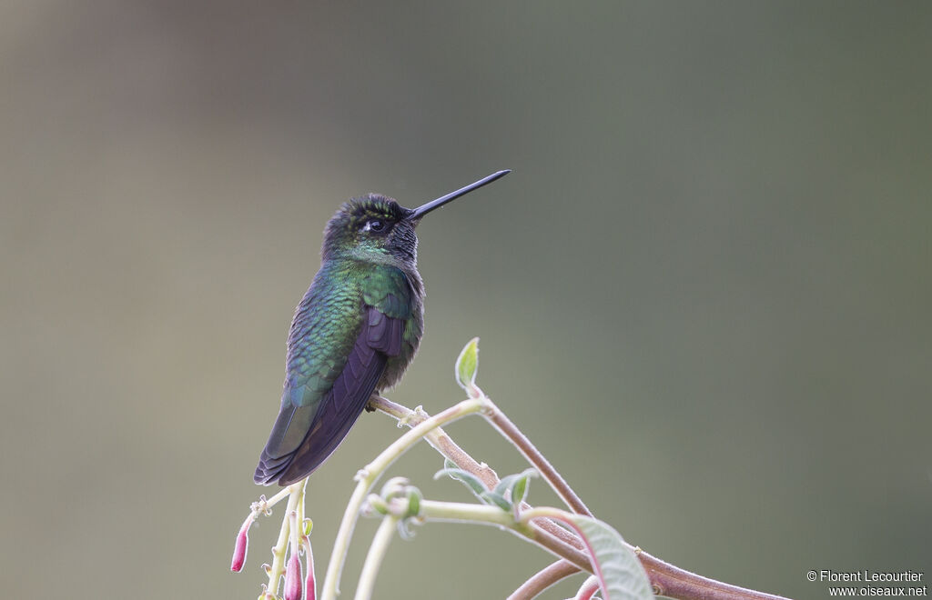 Colibri de la Talamanca