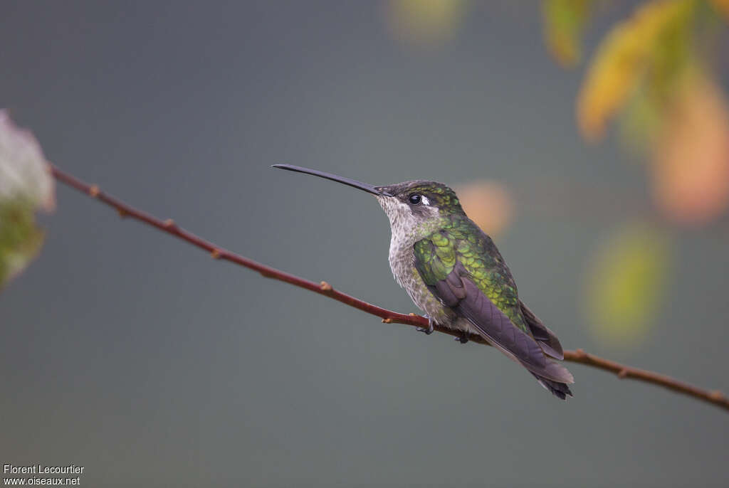 Colibri de la Talamanca